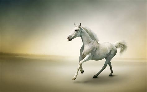 White Horse Wallpapers Wallpaper Cave