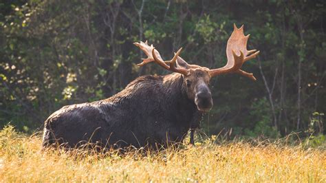 Petition · Lets Make The Moose The Minnesota State Mammal ·