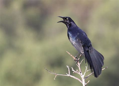 Females are about half the size of males with long, slender tails. Great-tailed Grackle at Dixon Lake - Greg in San Diego