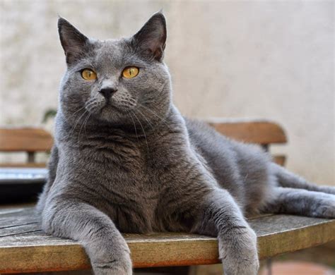 What Is The Difference Between A Russian Blue And A Chartreux A