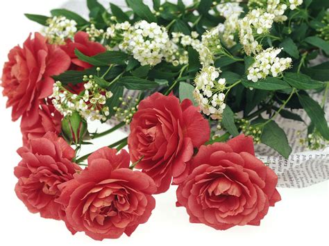 Download rose flower stock photos. Romantic Flowers | FLOWERS WORLD