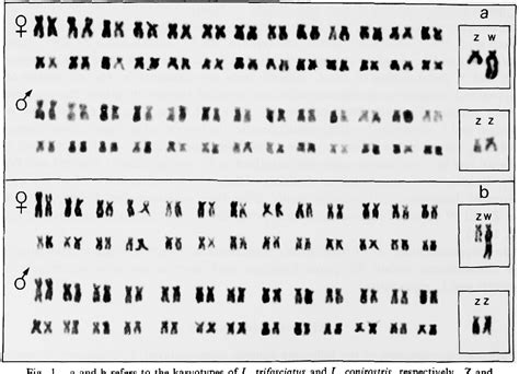 Figure 3 From A Monophyletic Zw Sex Chromosome System In Leporinus Anostomidae Characiformes