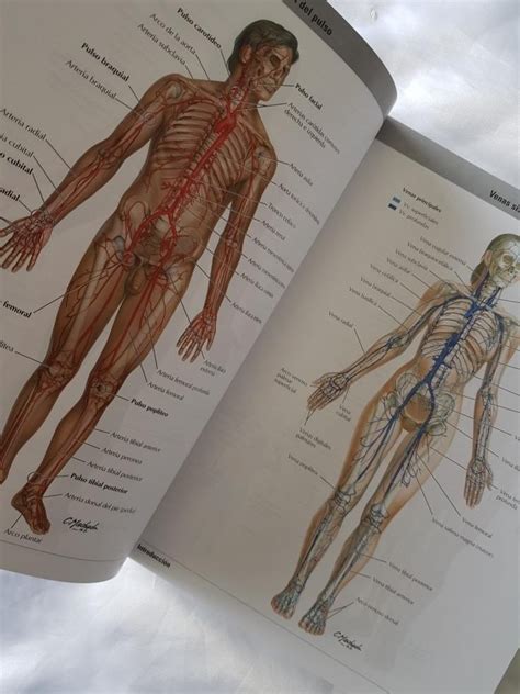 Netter Atlas De Anatomía Humana 7ma Edición Elsevier Mercado Libre