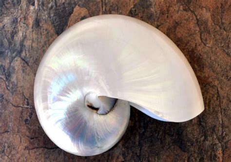 Pearl Nautilus Seashell 6 7 Nautilus Pompilius Etsy In