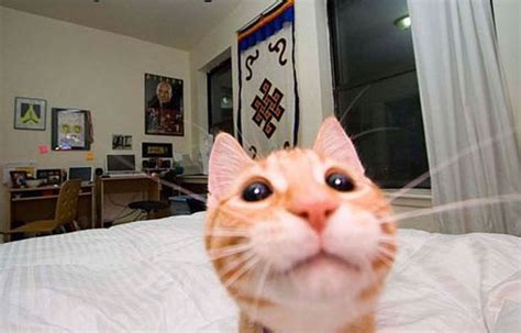 When You Suddenly Open The Front Camera Funny Cat Pictures Funny Cat