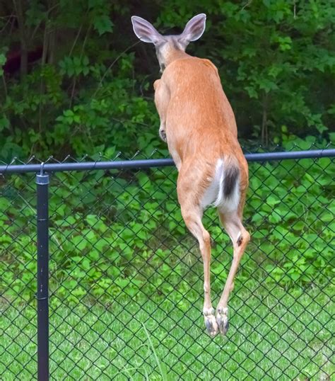 How High Can Deer Jump And Fence Heights To Stop Them