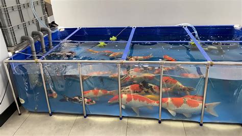 Indoor Koi Fish Tank Indoor Koi Tanks Koiphen Forums Koifishes
