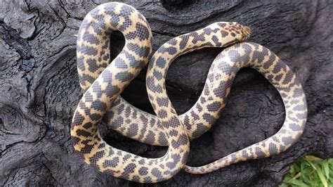 Aussie Reptiles Spotted Pythons Yearlings