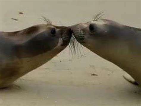 Viral Video Seal Pups Kiss As They Are Released Into The Wild