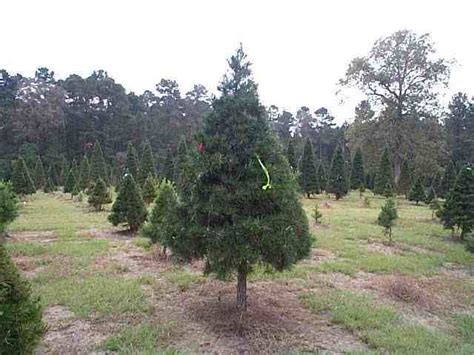 Virginia Pine Christmas Trees