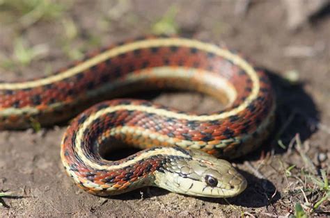Feral cats have an average of 1 million reptile kills on a daily basis in australia. Species Profile: California Red-Sided Garter Snake ...