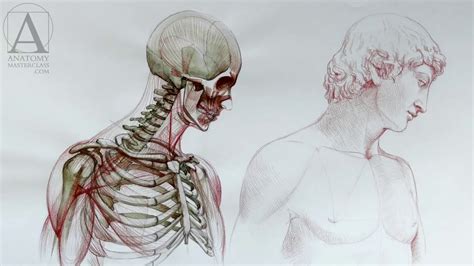 Human Anatomy Anatomy Lessons For Artists Youtube