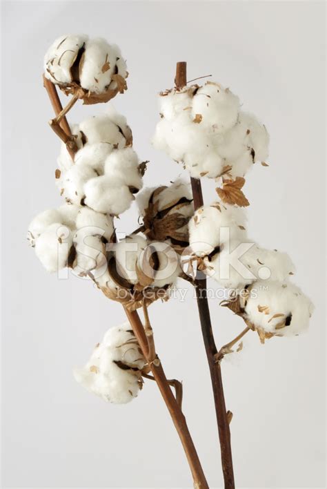 Cotton Plant Stock Photo Royalty Free Freeimages