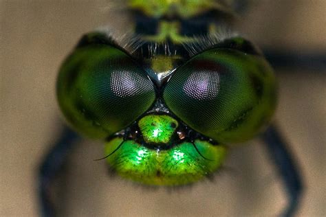 35 Insect Eye Macro Photography That Can Leave You Breathless