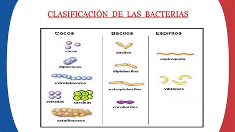 Clasificación De Las Bacterias 4to Grado Youtube