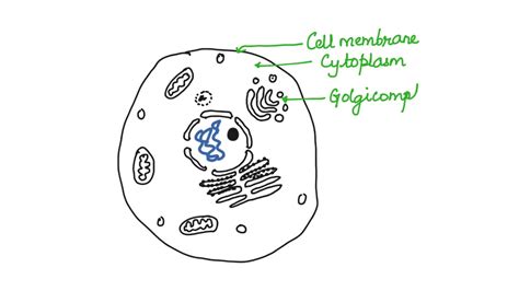 How To Draw The Ultrastructure Of Eukaryotic Animal Cell Youtube