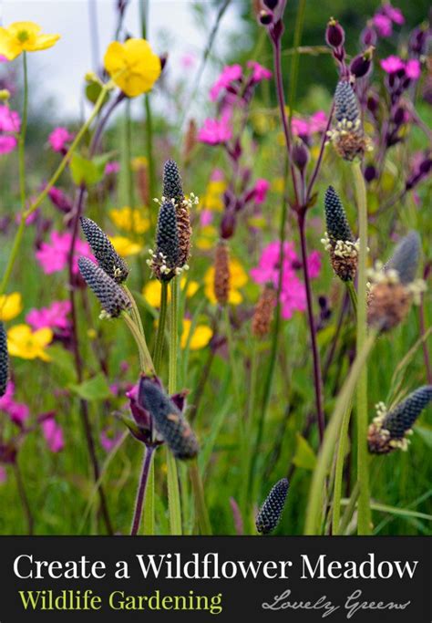 Creating A Wildflower Meadow • Lovely Greens