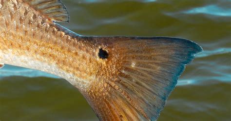 3 Tips To Catch Tailing Redfish Best Tides Times And Lures