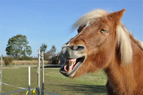 So a joke is funny but not everything that's funny is a joke, if that but carefull funny has a wider range of meaning than lustig, i heard it in places where it meant strange. Ha, ha, ha der war lustig... Foto & Bild | tiere ...
