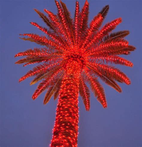 Lit Up Palm Tree Palm Tree With Red Christmas Lights Aff Tree
