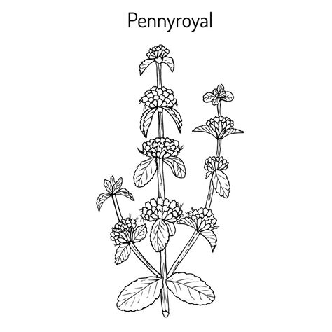 Pennyroyal Facts And Health Benefits