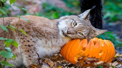 10 Zoo Animals Enjoying Halloween Pumpkins Youtube