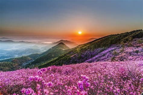 Wildflower Sunset Wallpapers Wallpaper Cave