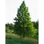 Moeras Cypress Taxodium Distichum Baldcypress Dutch Treeguide At Www 