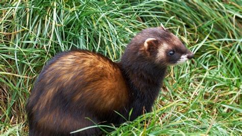 The same species was also known as folmart, foul martin. Polecat | Dorset Wildlife Trust
