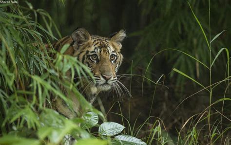 Best Tiger Safari In Bandhavgarh Experience October 2017