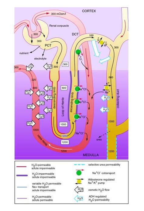 399 Best Images About Urinary System On Pinterest Loop Of Henle