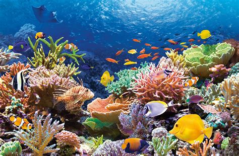 Underwater Gardens Great Barrier Reef Notivory