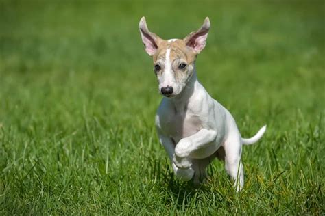 Whippet Dog Breed Complete Guide A Z Animals