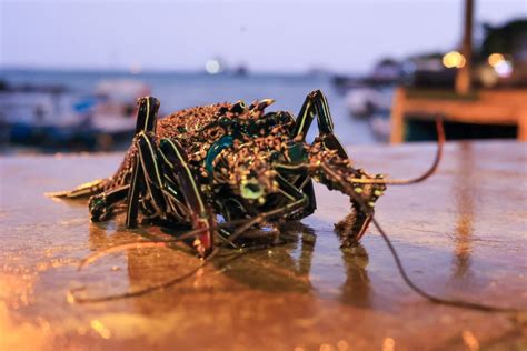 The Galápagos Lobster A Gem Of The Archipelago And Vital Signal Of