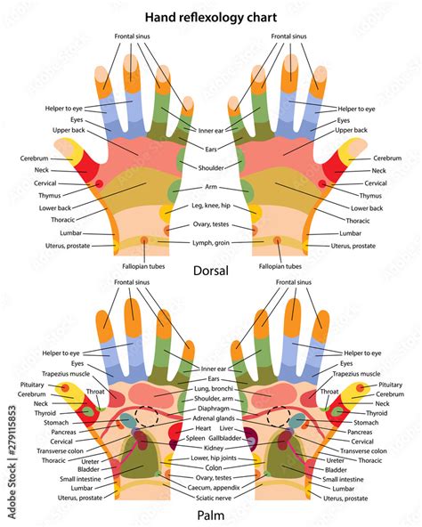 hand reflexology chart with description of the corresponding internal and body parts palm and