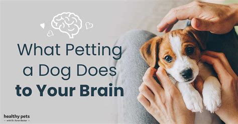 Petting A Dog Is Good For Your Brain