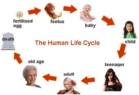 Human Cycle Pictures Human Life Cycle Life Cycles Cycle Pictures