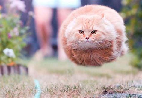 Flying Cat Raww