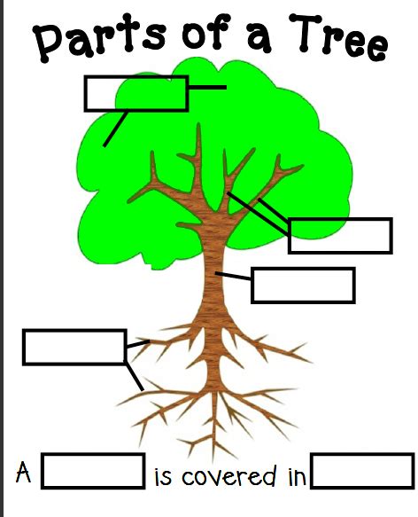 Parts Of The Tree Worksheet For Kindergarten