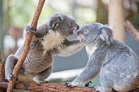 Two Koala Bears On Branch Lone Pine Sanctuary Brisbane Australia