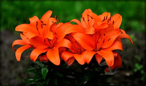 Desktop Wallpapers Lilies Orange Flower 600x354