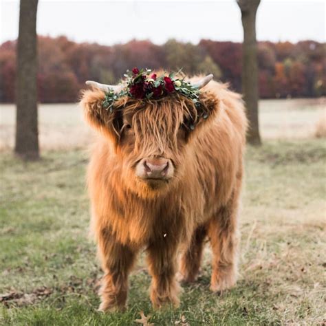 Fluffy Cows Aesthetic Cute Strawberry Cow Wallpaper Canvas Gloop
