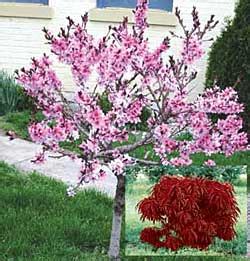 This is a perennial in zone 5. New Red-Leaved Peach (National Gardening Association)