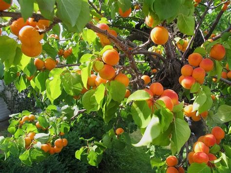 Apricot Fruits And Kernels Potential Benefits And Dangers Apricot