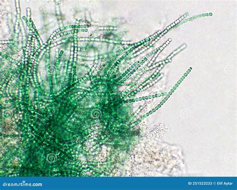 Blue Green Algae Under Microscopic View Cyanobacteria Stock Image