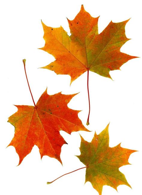 How To Identify Trees With Maple Like Leaves Fall Leaves Drawing