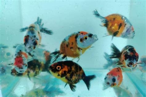 Calico Ranchu Fancy Goldfish Goodjoseph LIVE Fish Store Goldfish