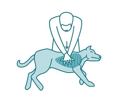 Cpr Can Give Your Dog A Fighting Chance