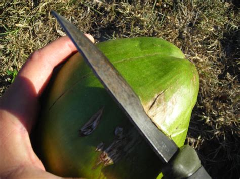How to open a coconut without tools. How to open green coconuts for water | Florida Hillbilly