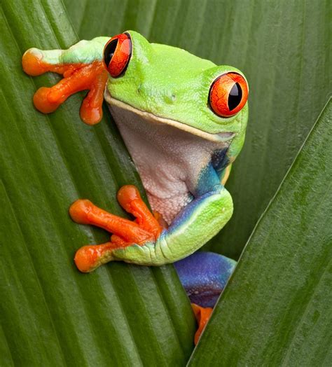American Green Tree Frog Baby